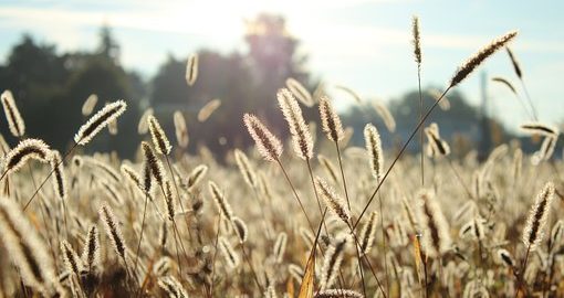 Kalendarz pylenia dla alergików